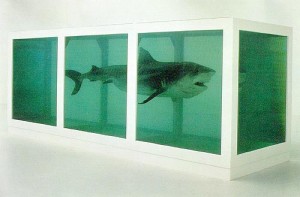Shark in formalin tank