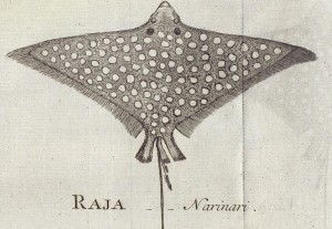 Aetobatis narinari from Euphrasén 1790