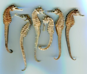 Chinese medicinal seahorses