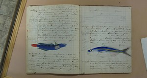Photo of notebook with fish drawings