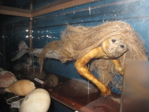 Photo of stuffed mermaid in Liège museum