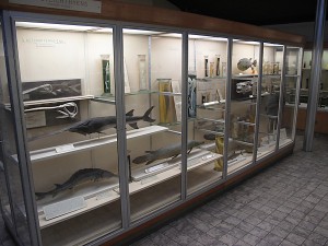 Fish exhibit of the zoological museum in Liège