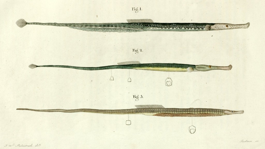 Plate in Billberg 1833 showing new pipefish species 1, Syngnathus pustulatus (male 2, Syngnathus typhle), Syngnathus virens (female Syngnathus typhle), and 3) Syngnathus palmstruchii (Entelurus aequoreus)