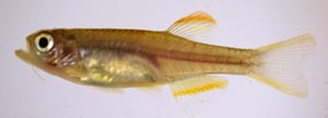 Fresh collected northern glowlight danio, Putao 1998